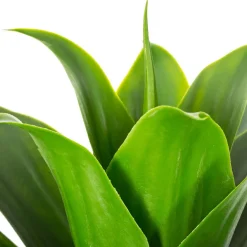 ATMOSPHERA Plante artificielle (H34 cm) Aloe vera Vert Clearance