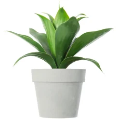 ATMOSPHERA Plante artificielle (H34 cm) Aloe vera Vert Clearance